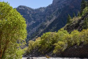 a tree with a mountain in the background