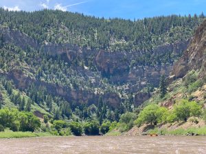 a tree with a mountain in the background
