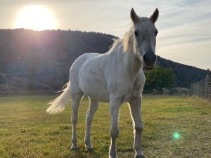 a horse standing on top of a grass covered field
